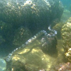 Sea snake in waters of the lagoon of New Caledonia by Christophe Maes 